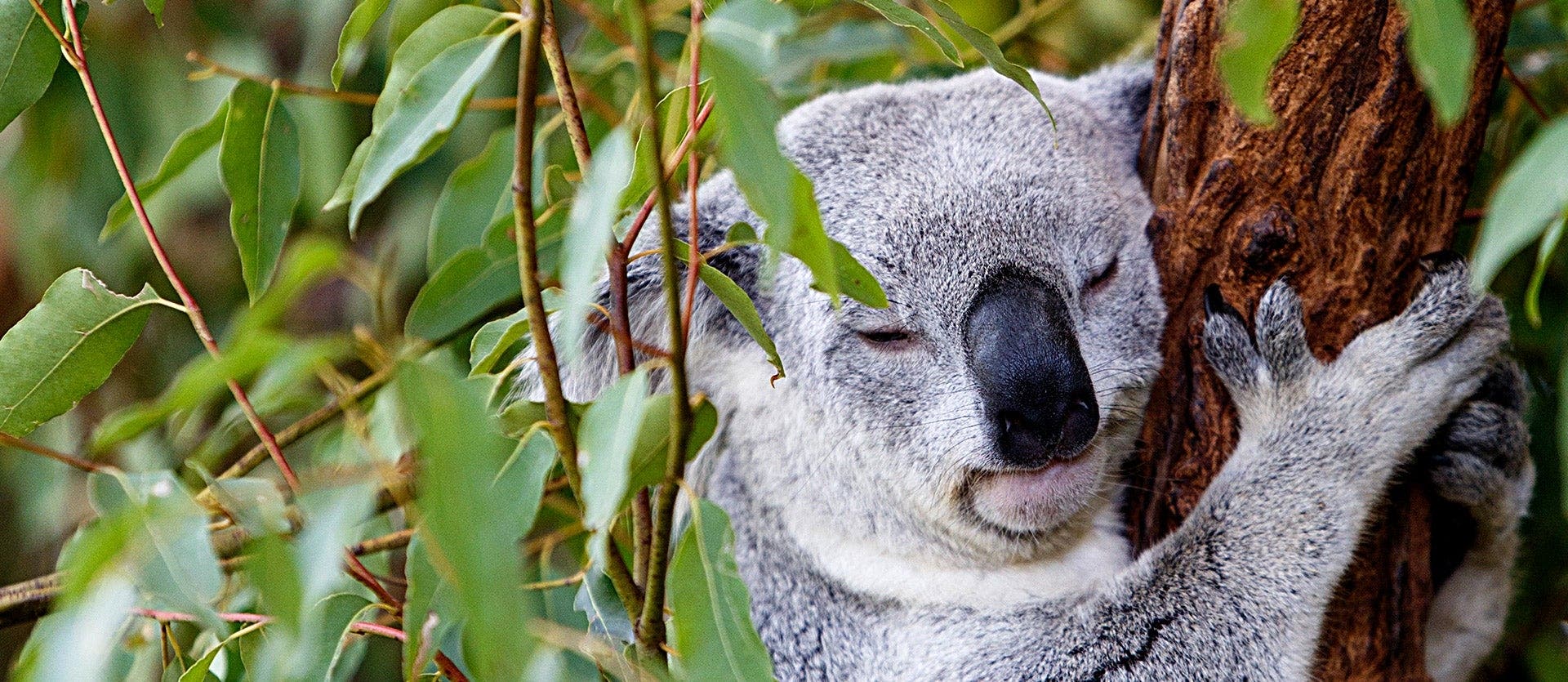 Australia Oriental: de Sídney a Cairns