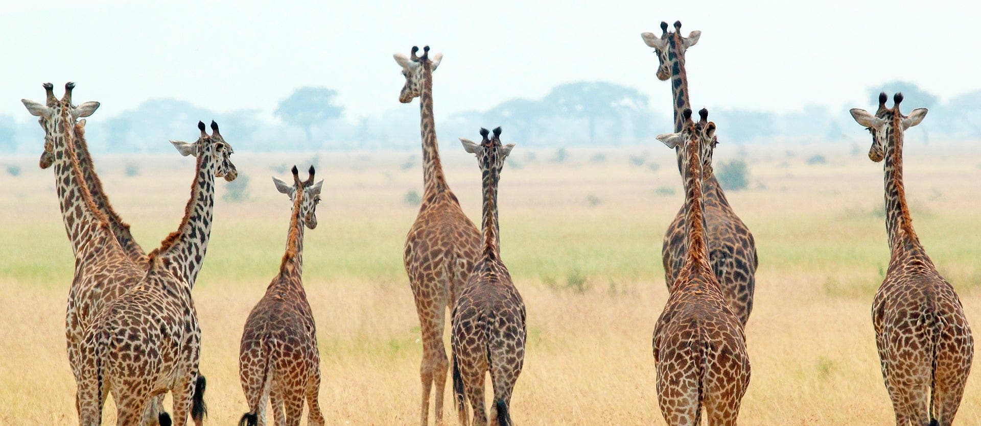 Safari en Tanzania y aventura en Turquía