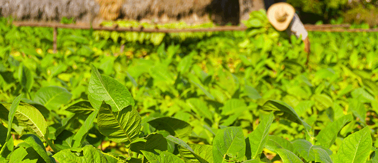 Tobacco