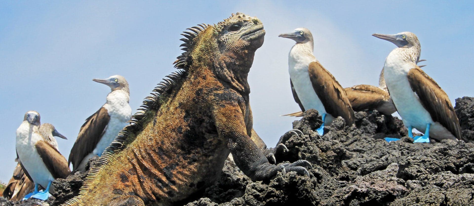 South America's wonders: Incas & Galapagos